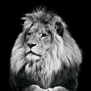 Meet your Posher, Bibek